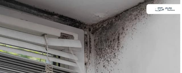Does Renters Insurance Cover Mold Does Renters Insurance Cover Mold
