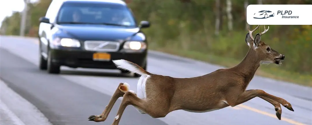 Does PLPD Cover Hitting a Deer in Michigan Does PLPD Cover Hitting a Deer in Michigan