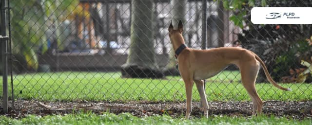 Does Renters Insurance Cover Pets Does Renters Insurance Cover Pets